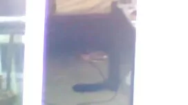 Viekas kuin realisti ...